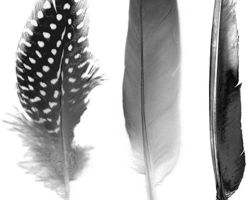 Feathers-Pattern-Development-feathers
