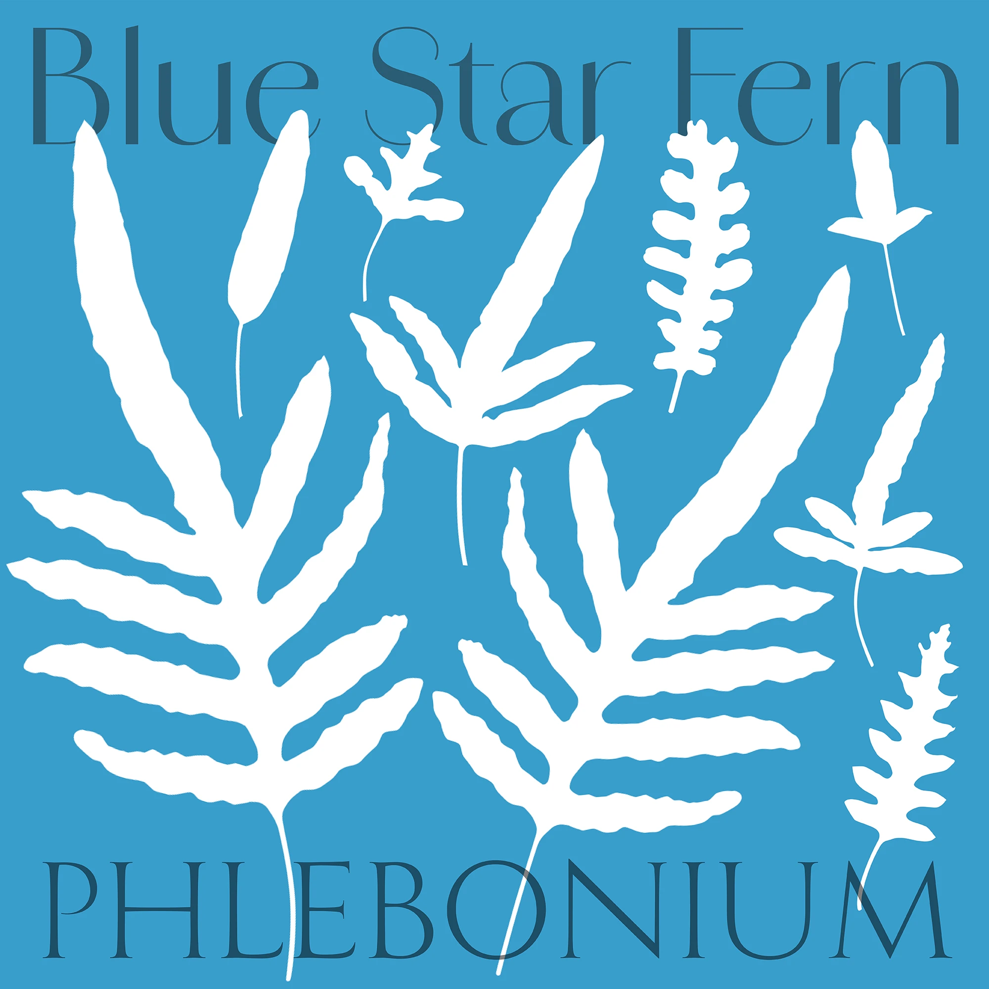 Blue Star Fern Poster C110_square by Colin Walton