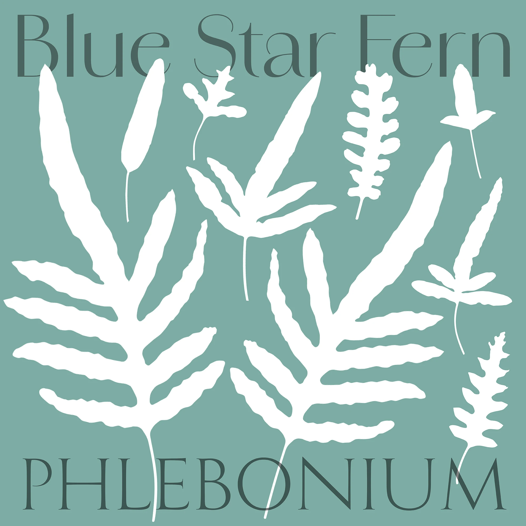 Blue Star Fern Poster C116_square by Colin Walton