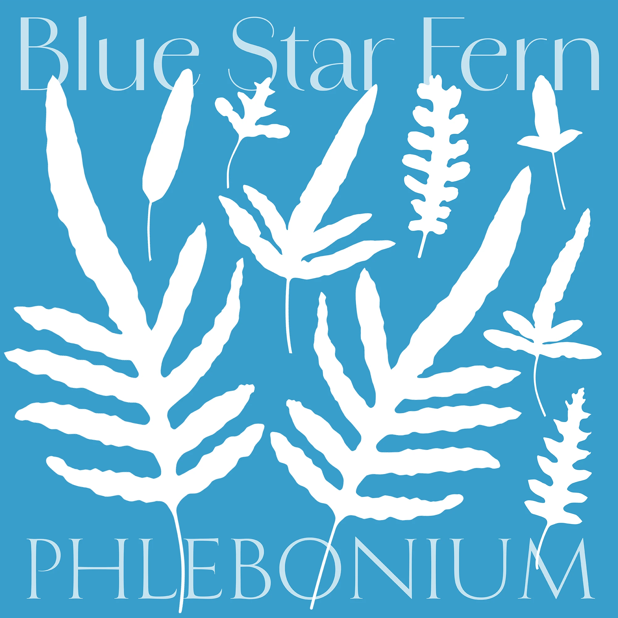Blue Star Fern Poster D110_square by Colin Walton