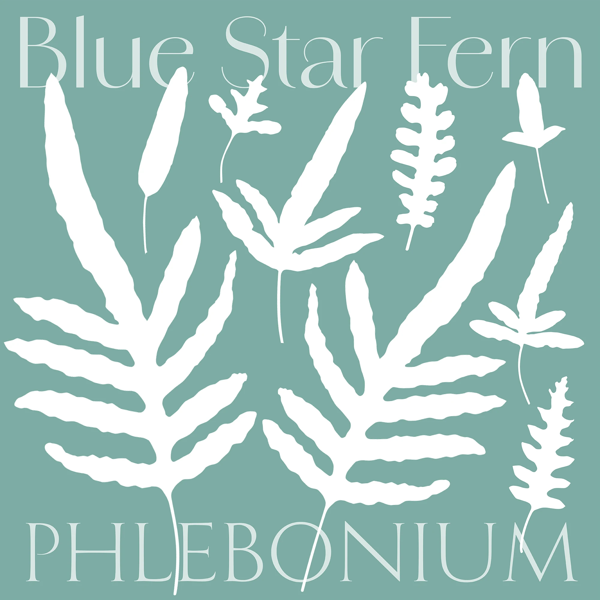 Blue Star Fern Poster D116_square by Colin Walton