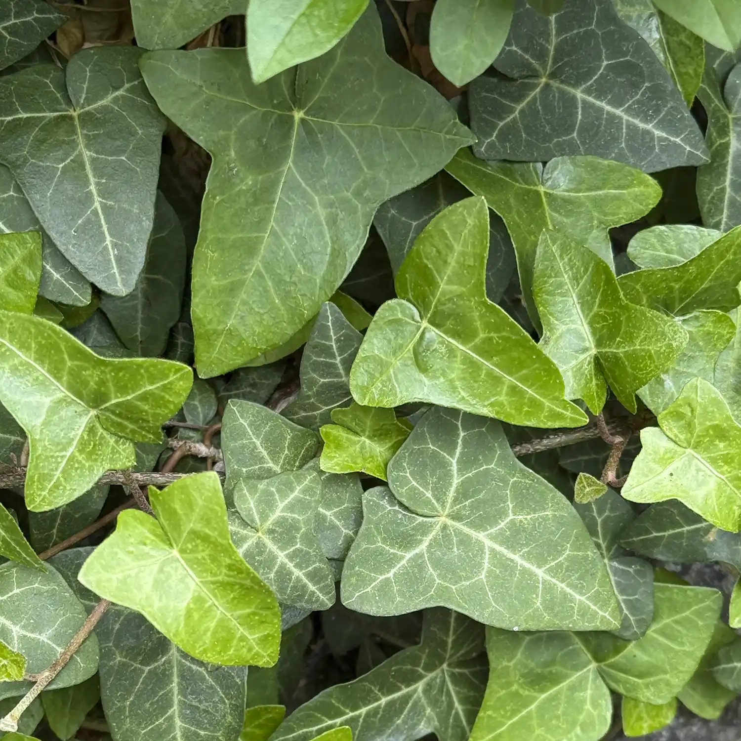 Ivy Leaves reference leaves